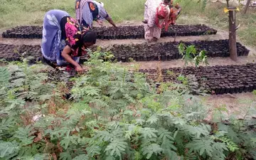 Women farmers working in the tree nursery