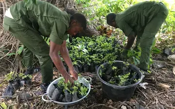 Selected tree seedlings