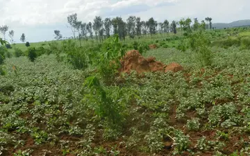 Agroforestry practices