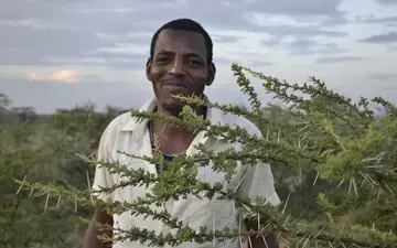 Acacia trees plantation