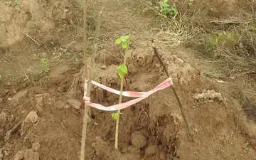 Tree planting by NCF