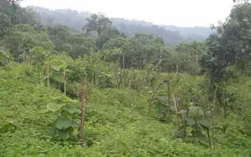 Agroforestry related practices