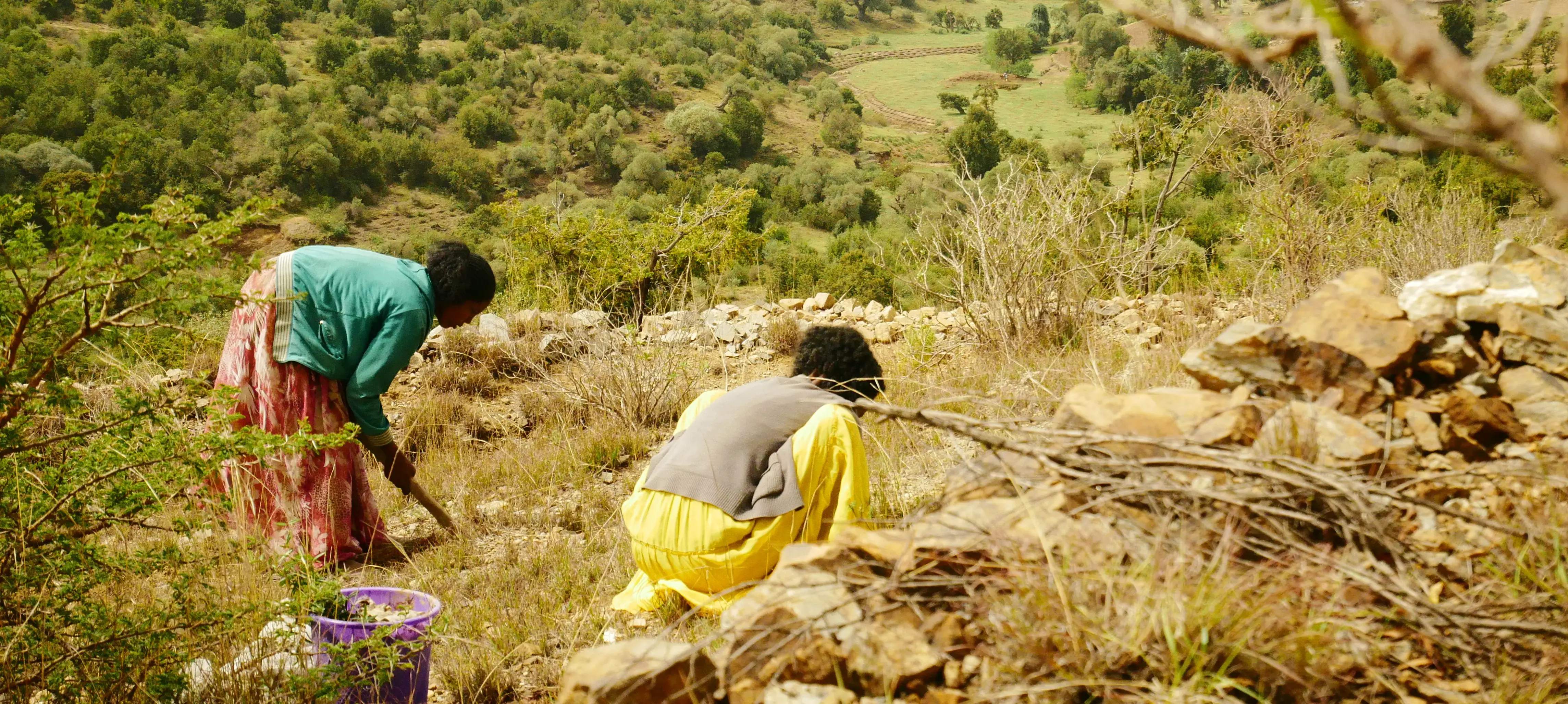 Field work in Desa'a landscape